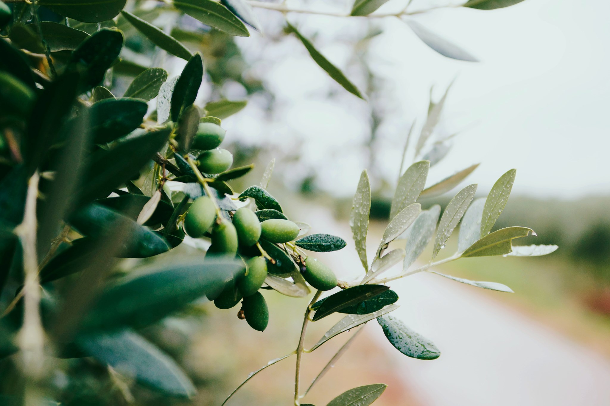 Une récolte d’olives pour combattre la mucoviscidose