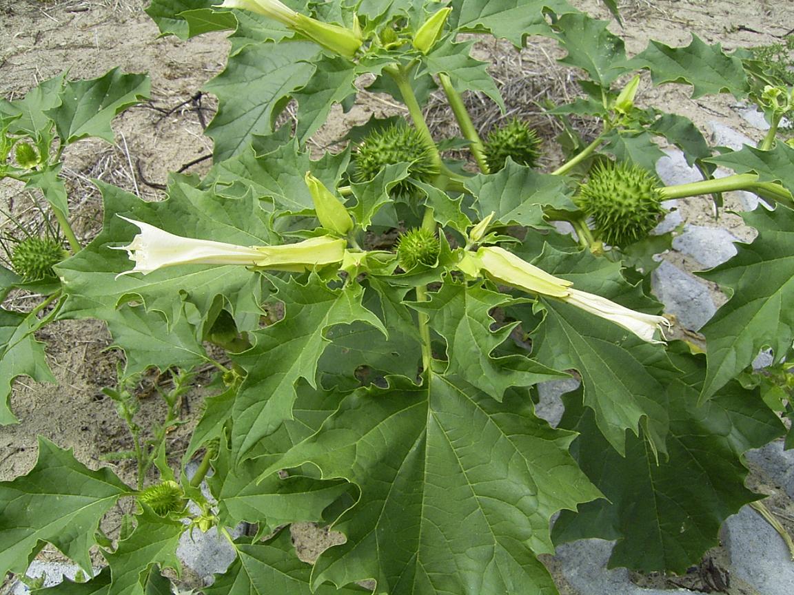 Le datura, une plante à hauts risques
