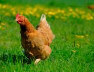 Sécurité animale – Abaissement du niveau de risque Influenza aviaire d’ « élevé » à « modéré »