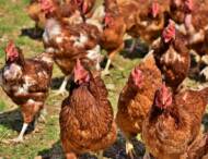 Sécurité animale – Influenza aviaire niveau modéré