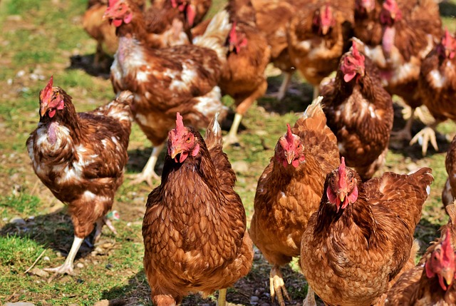 Sécurité animale – Influenza aviaire niveau élevé