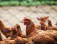 Influenza aviaire : renforcement des mesures de biosécurité